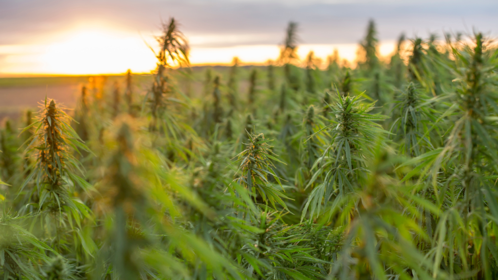 Hemp Farm