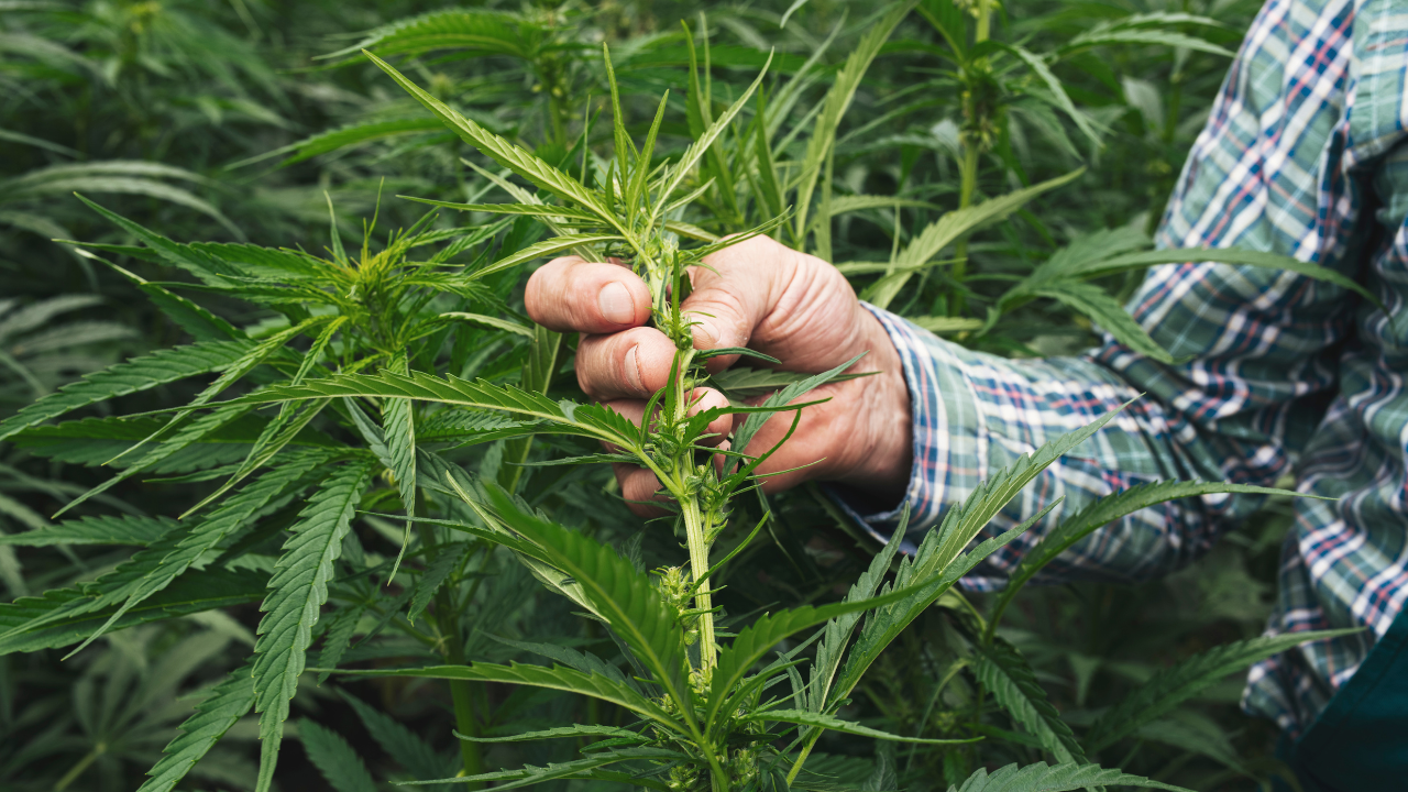 Hemp Farm