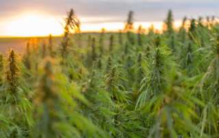 Hemp Farm